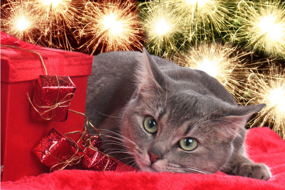 Silvester mit Katzen: 6 Tipps für einen entspannten Jahreswechsel