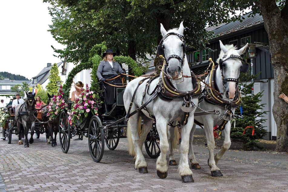 Die größten Pferde der Welt sind starke Zugtiere und werden gerne an Hochzeiten für Kutschfahrten eingesetzt.