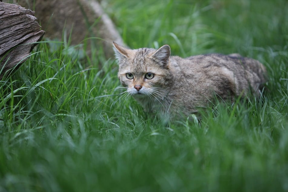 Wildkatzen werden häufig mit Hauskatzen verwechselt. (Symbolbild)