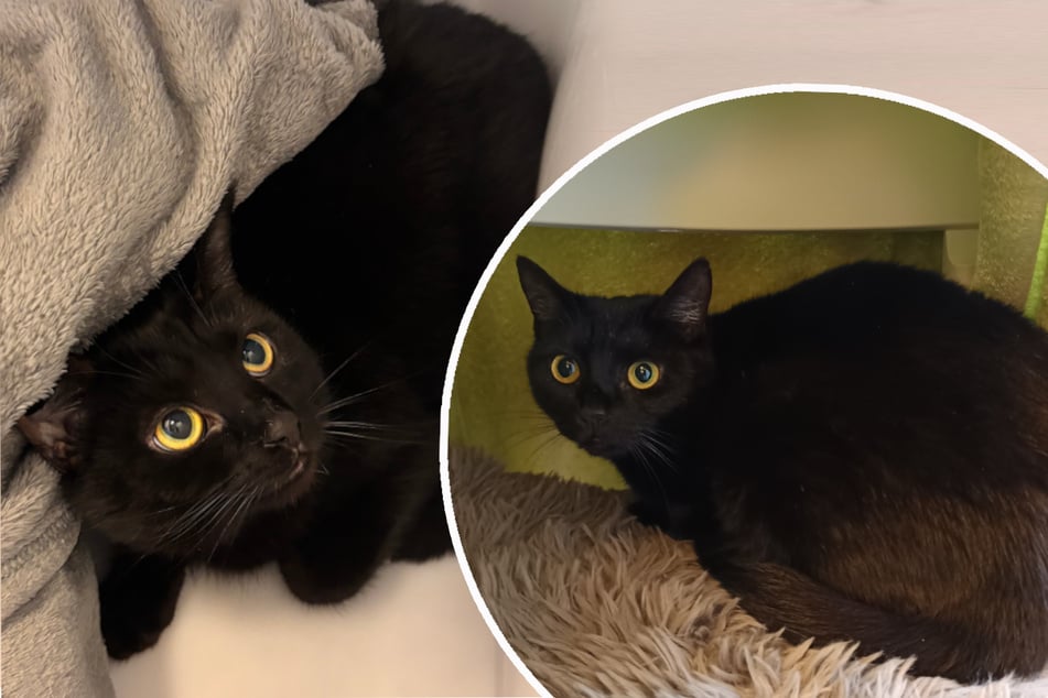 Katze Franzi braucht etwas Zeit, um sich in ihrem neuen Zuhause einzuleben.