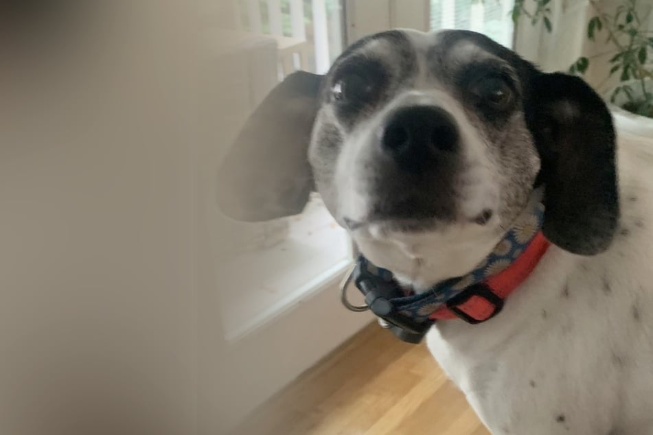 El hombre debe cuidar al perro: pero el travieso peludo tiene un plan y lo engaña.
