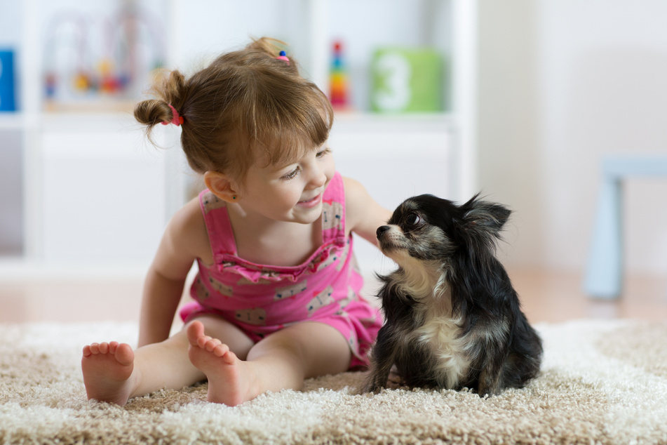Kinder und Jugendliche sollen in dem Seminar erkennen, dass ein Hund ebenso wie eine Katze oder eine Maus ein Lebewesen ist und kein Spielzeug. (Symbolbild)