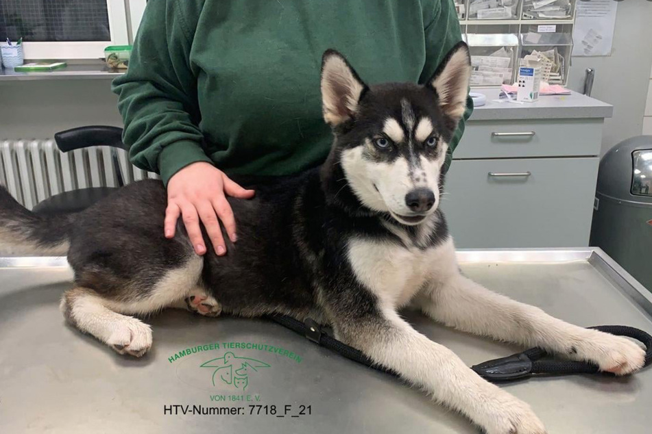 Der junge Husky wurde im Lewenwerder in Harburg aufgelesen.