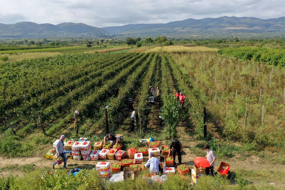 In der Region Kachetien wird seit Tausenden von Jahren Wein angebaut. (Archivbild)