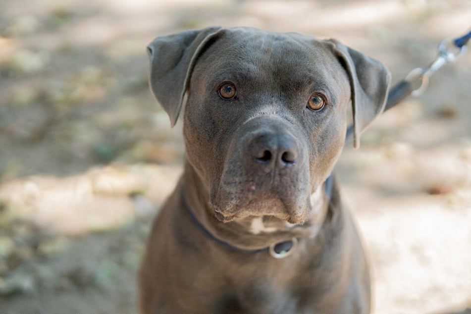 Mischling Maximus würde dem Tierheim Troisdorf gern den Rücken kehren und in ein richtiges Zuhause ziehen.