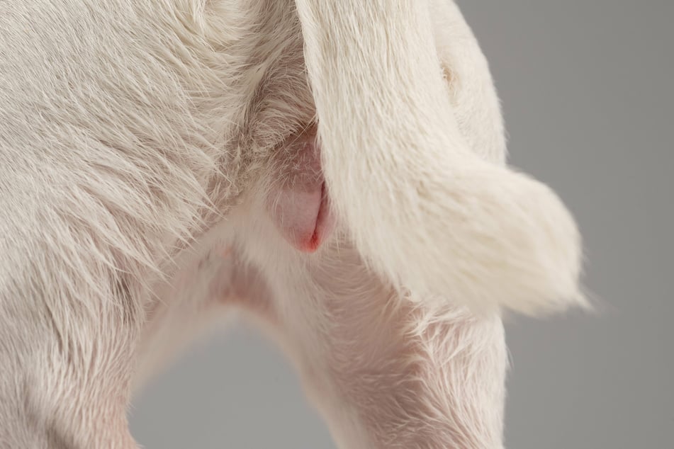 Eine leicht geschwollene Vagina und eine Blutung sind ein typisches Anzeichen für die Läufigkeit bei Hunden.