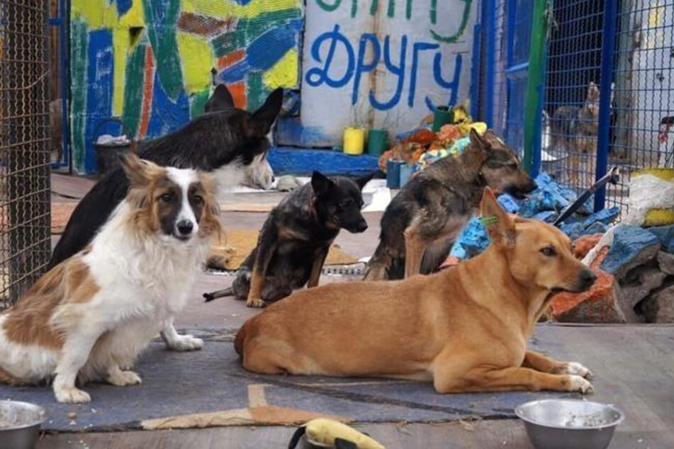 Seit dem 24. Februar kümmern sich die Mitarbeiter der polnischen Stiftung "Ratujemy Zwierzaki" um verlassene Hunde aus Tierheimen der Ukraine.