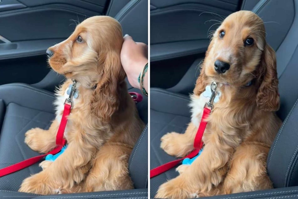 Crew the dog has been capturing hearts online with his uniquely adorable look. What do you think of the sweet pup?