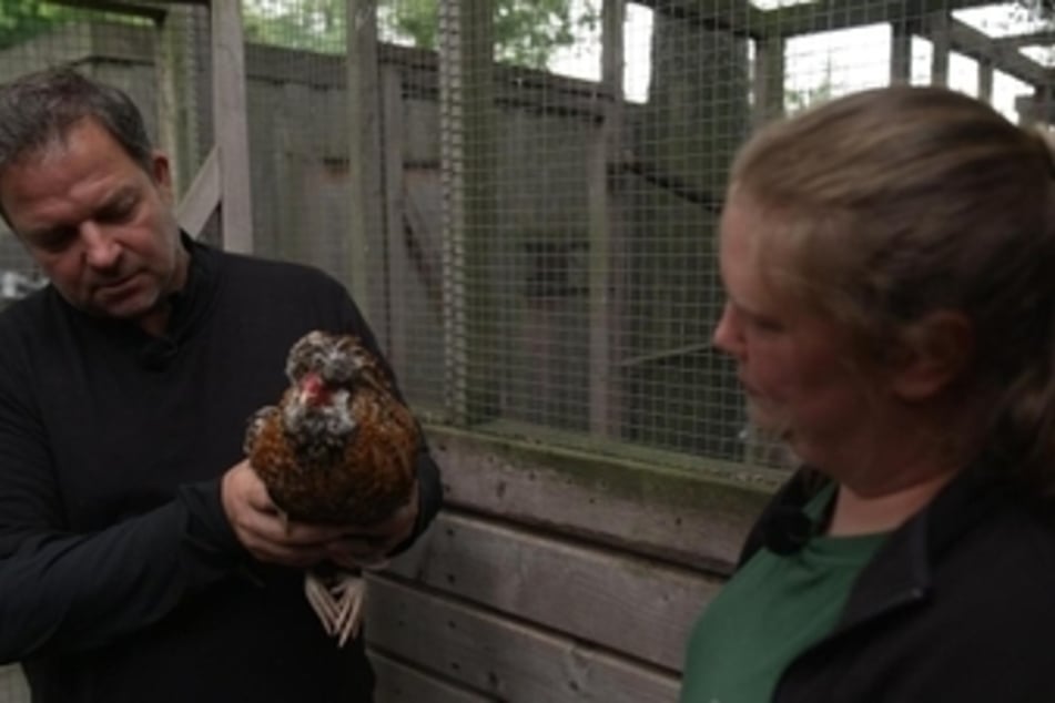 In Hamburg erfährt Martin Rütter, dass auch Hühner von Qualzuchten betroffen sind. Diesem Hahn müssen regelmäßig die Federn im Gesicht geschnitten werden, weil er sonst nichts sieht.