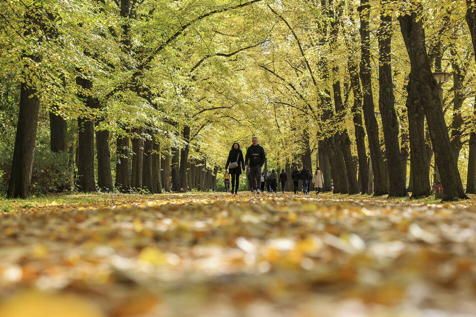 Bis Samstagnachmittag zeigt sich der Herbst noch einmal von seiner goldenen Seite wie hier im Clara-Zetkin-Park in Leipzig.