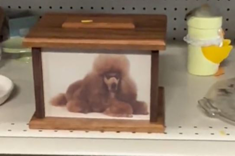 Kristen Owens found an urn with a dog's ashes at a local thrift store.