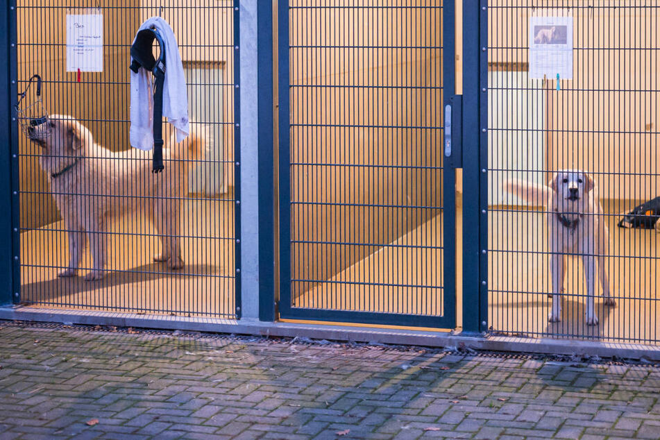 Viele Brandenburger Tierheime können wegen Überlastung keine weiteren Schützlinge aufnehmen. (Symbolfoto)