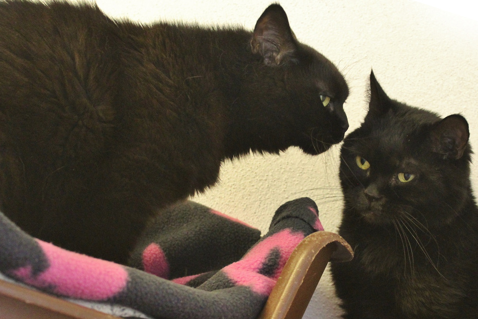 Katzen-Omas landen wegen Allergie im Tierheim, jetzt haben sie nur noch einander