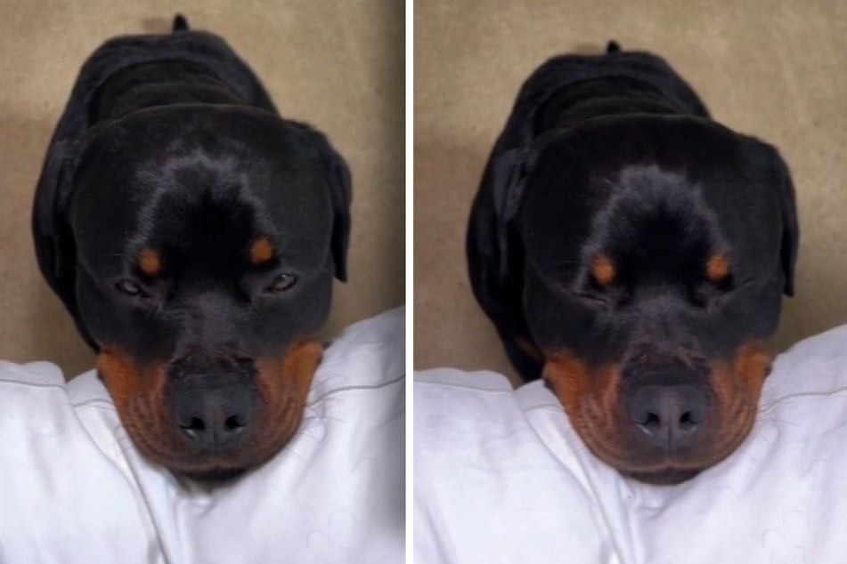 Axel the Rottie fights against sleep, watching over his owner as she goes to bed.