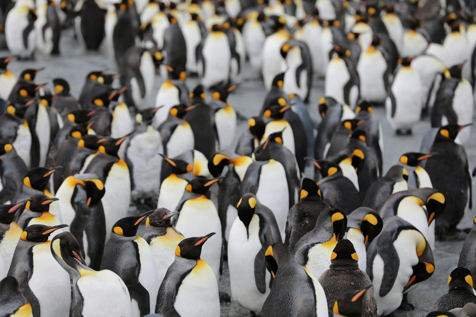 How penguin poop is helping the world fight climate change