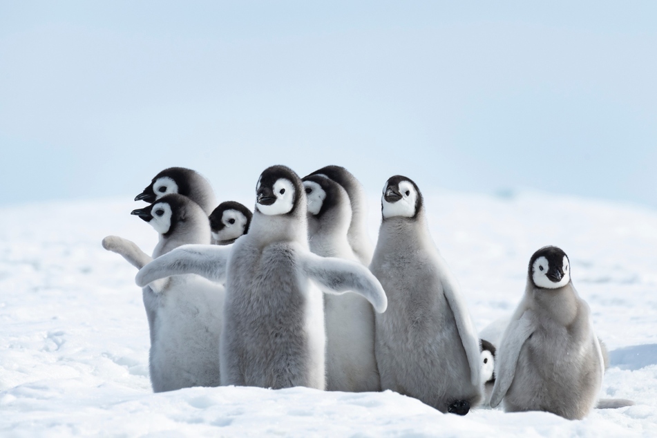 Researchers have observed that some penguin colonies have adapted to the melting ice.