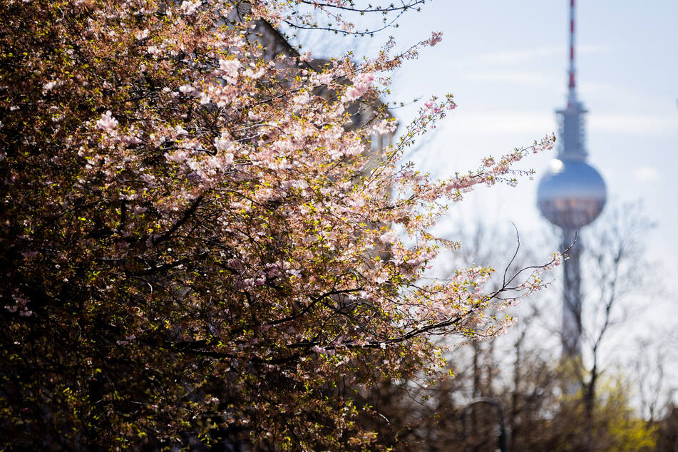 Kirschblüten recken sich bei niedrigen Temperaturen der Sonne in Berlin entgegen.
