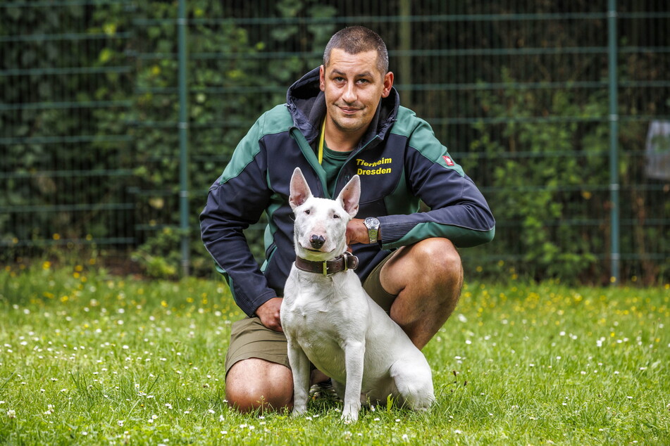 Früher ein Aggressor, nun der Liebling des Tierheims: Bullterrier Sparky mit seinem Vertrauten, Tierheim-Chef Florian Hanisch (37).