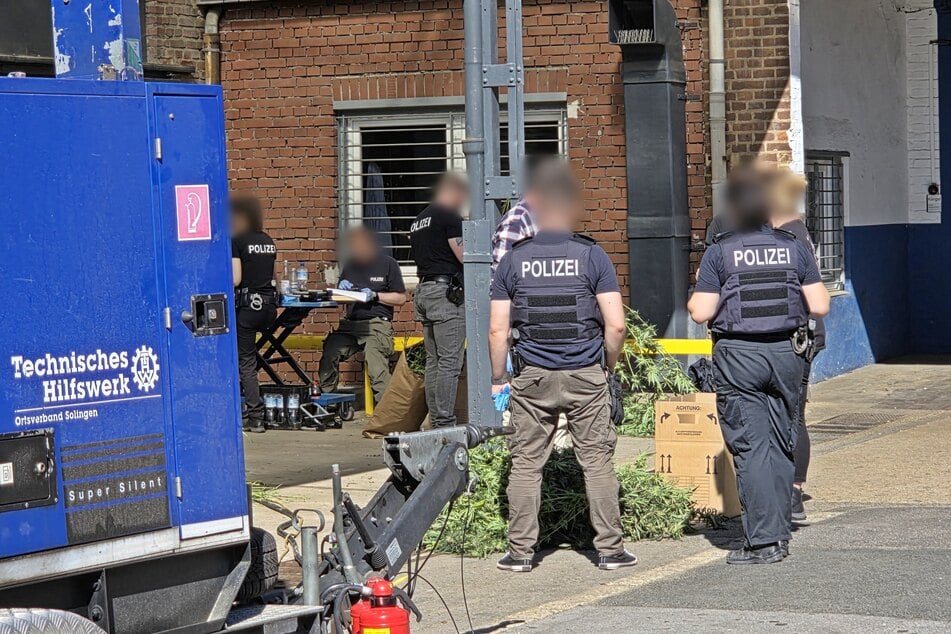 Polizei stürmt Gewerbehalle und entdeckt 1400 Cannabispflanzen