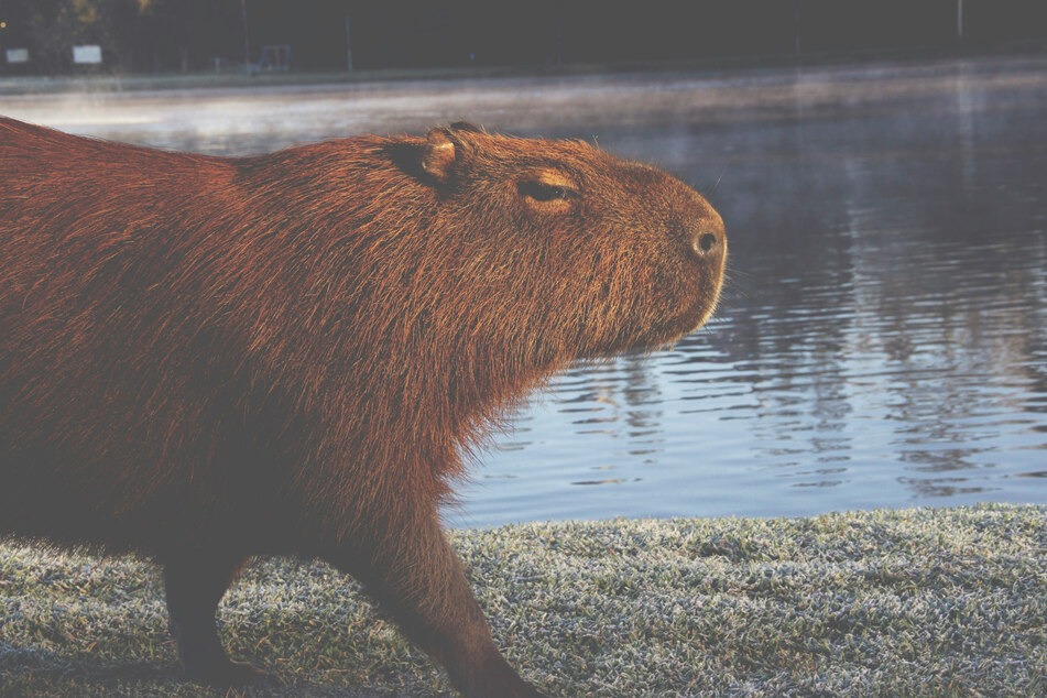 Capybaras are comically huge!