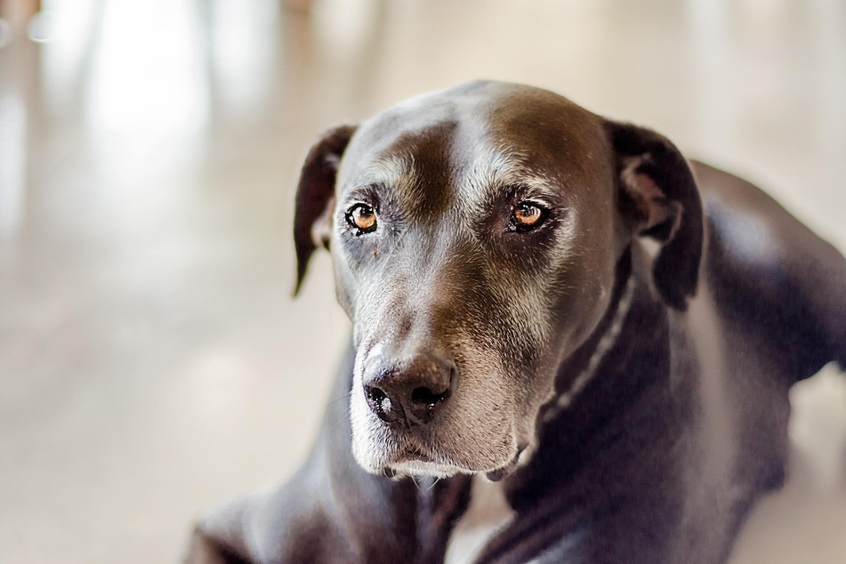 Wie alt Hunde im Durchschnitt werden, hängt von vielen Faktoren ab.