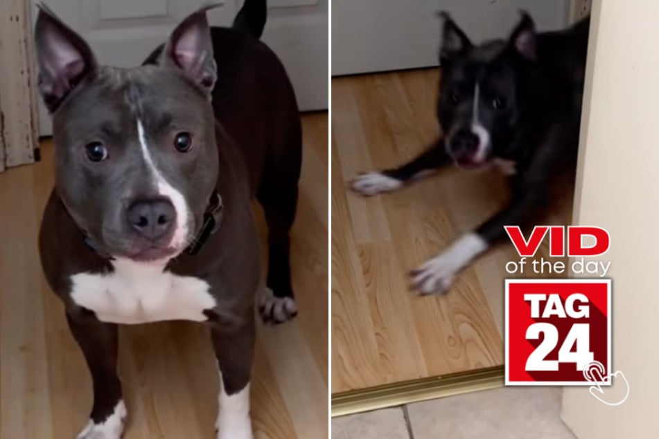 viral videos: Viral Video of the Day for October 14, 2025: Dog owner "ragebaits" pup – and his reaction is priceless