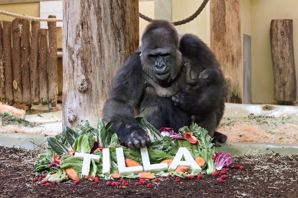 Berlins Gorilla-Mädchen trägt den Namen Tilla.