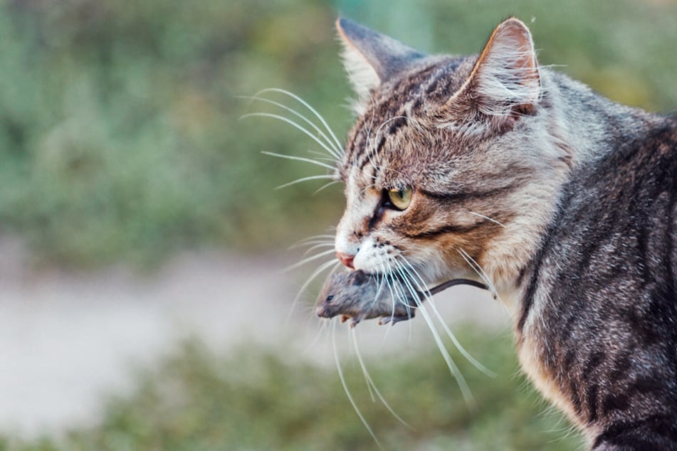 Warum die Katze Mäuse mit nach Hause bringt, ist manchen Katzenhaltern ein Rätsel.