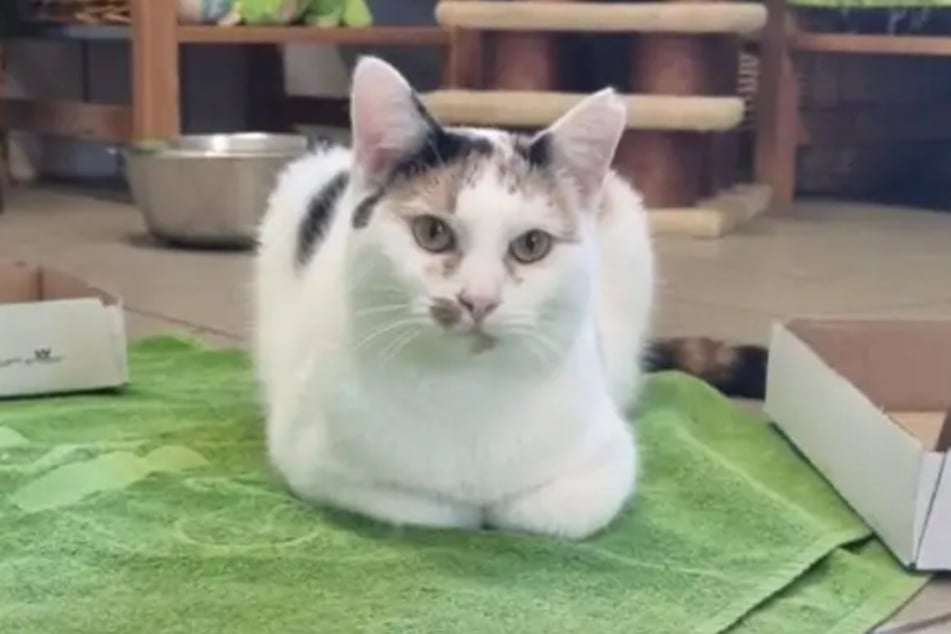 Niemand wollte Katze Shiny bislang adoptieren. Ein emotionales Video soll das schnell ändern.