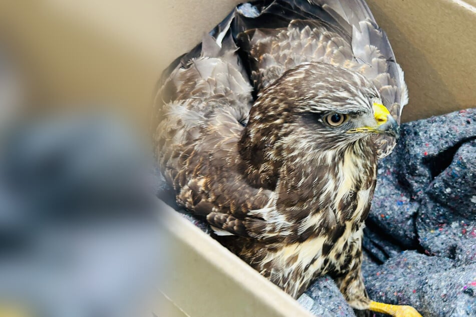 Der nicht genauer beschriebene Raubvogel hatte sich unter anderem an einer Kralle verletzt.