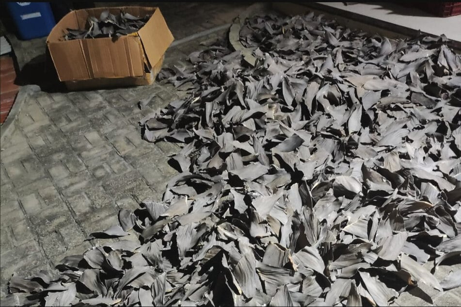 Knapp zwei Tonnen Haifischflossen konnten die Ermittler aus Brasilien sicherstellen.