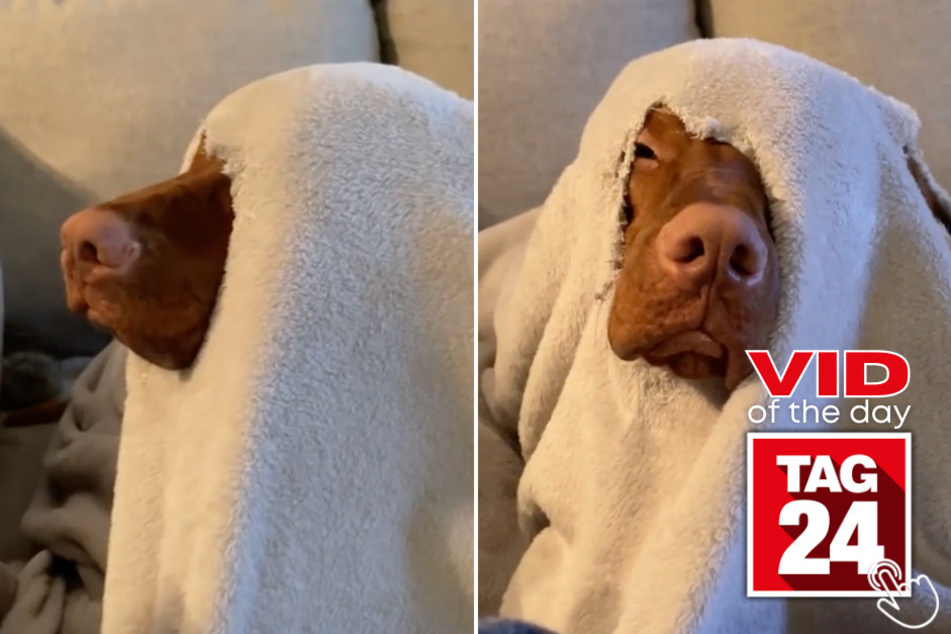 Today's Viral Video of the Day shows a hilarious pup's take on the song Popular from Wicked the musical.