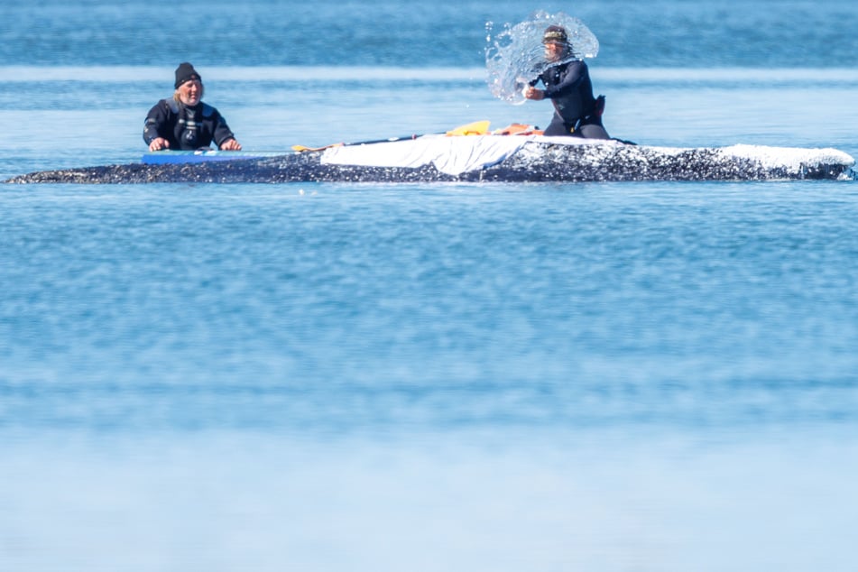 Helfer spritzen "Timmy" immer wieder mit Wasser nass.