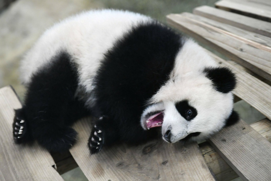 "Little miracle" at Washington Zoo: baby panda gets the perfect name
