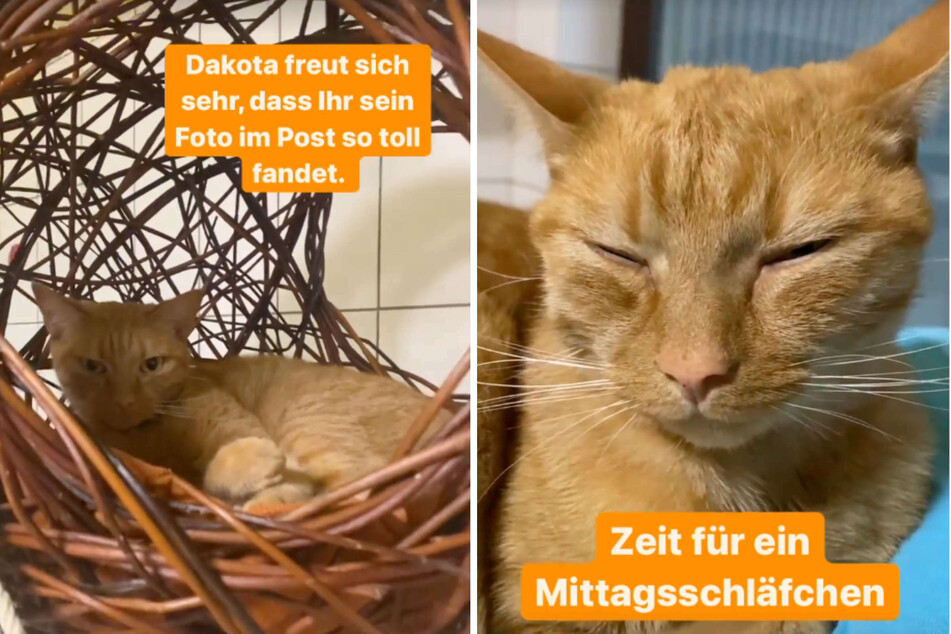 Kater "Dakota" entspannt aktuell im Katzenhaus des Köln-Dellbrücker Tierheims. Viel lieber würde er es sich aber in einem richtigen Zuhause gemütlich machen.