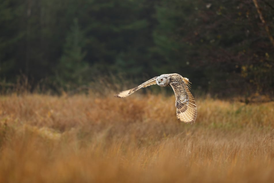 Die größte Eule der Welt hat eine enorme Flügelspannweite.