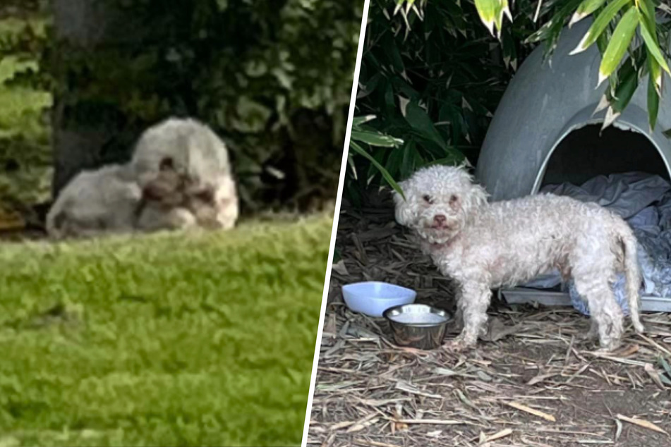 Auf Golfplatz ausgesetzt: Hund freut sich über Rettung – doch vor einer Sache hat er panische Angst