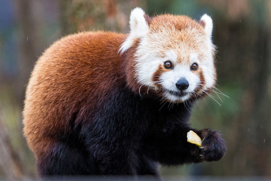 Als Laie staunt man: Auch so kann ein Panda aussehen.