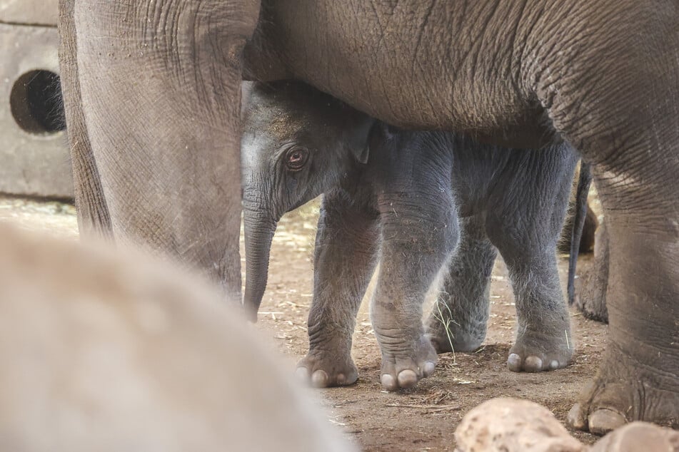Während am Montagmorgen ein totes Elefantenbaby im Kölner Zoo zur Welt kam, entwickelt sich Jungbulle Taro (im Bild) prächtig.