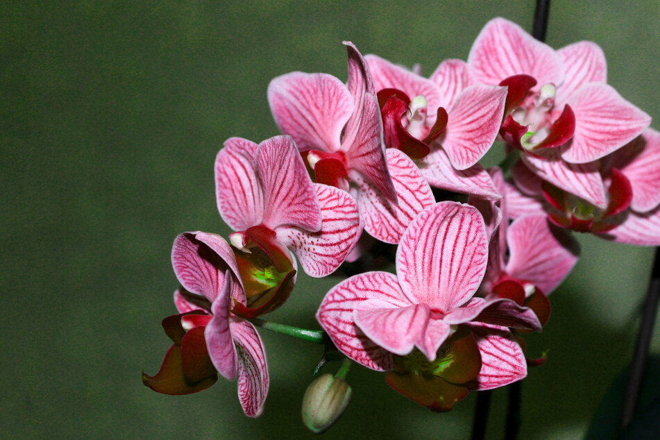 Wunderschöne Orchideen bekommt Ihr am Samstagabend im Botanischen Garten zu sehen.