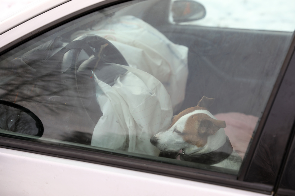 Der Jack Russell Terrier soll bei dem Unfall unverletzt geblieben sein, sich durch den Schock aber aggressiv den Helfern gegenüber verhalten haben.