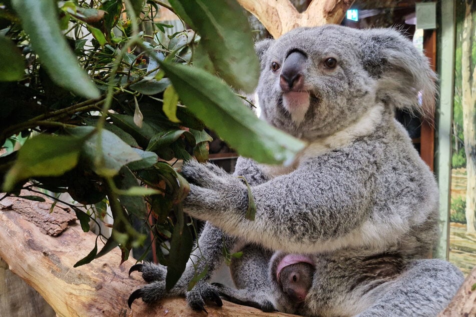 Da schaut doch jemand zum Beutel hinaus - Koala-Weibchen Erlinga mit ihrem Baby.