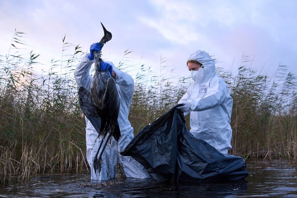 Eisiges Wetter beflügelt die Vogelgrippe