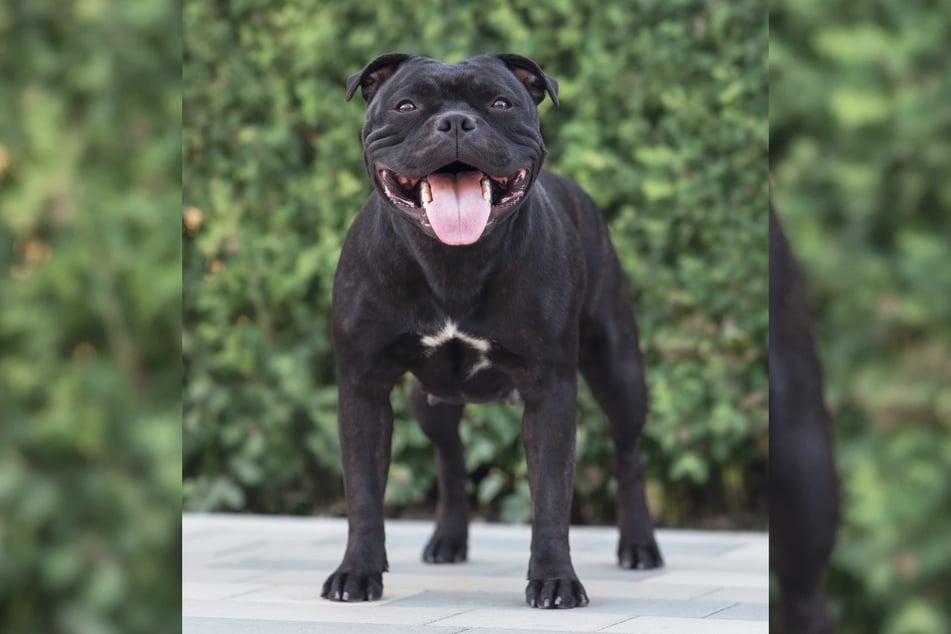 Eigentlich wollte der Staffordshire-Bullterrier nur spielen, doch am Ende rettete die Hündin so ihr Frauchen. (Symbolbild)