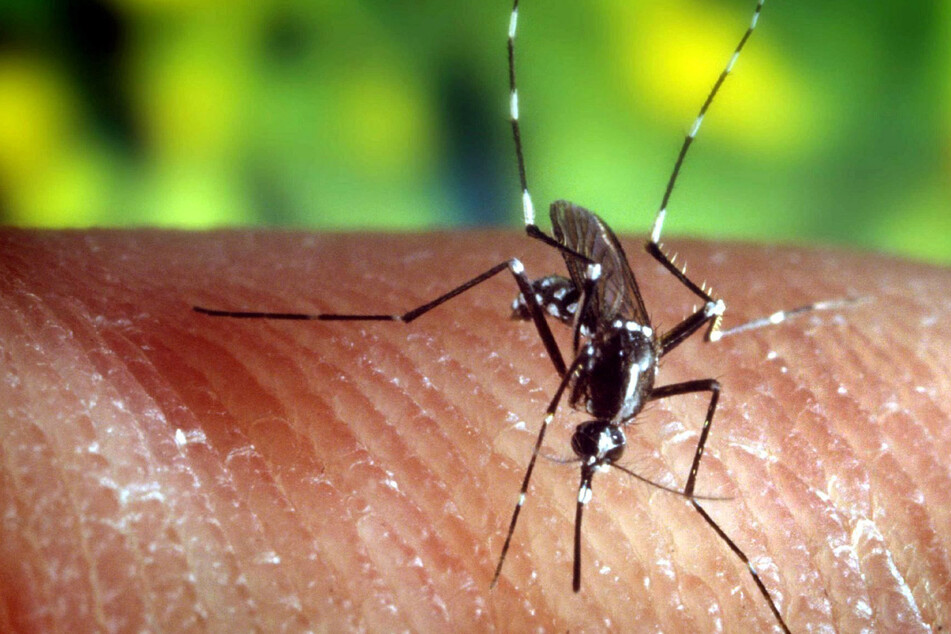 Die Tigermücke überträgt bekanntlich Malaria (Symbolfoto).