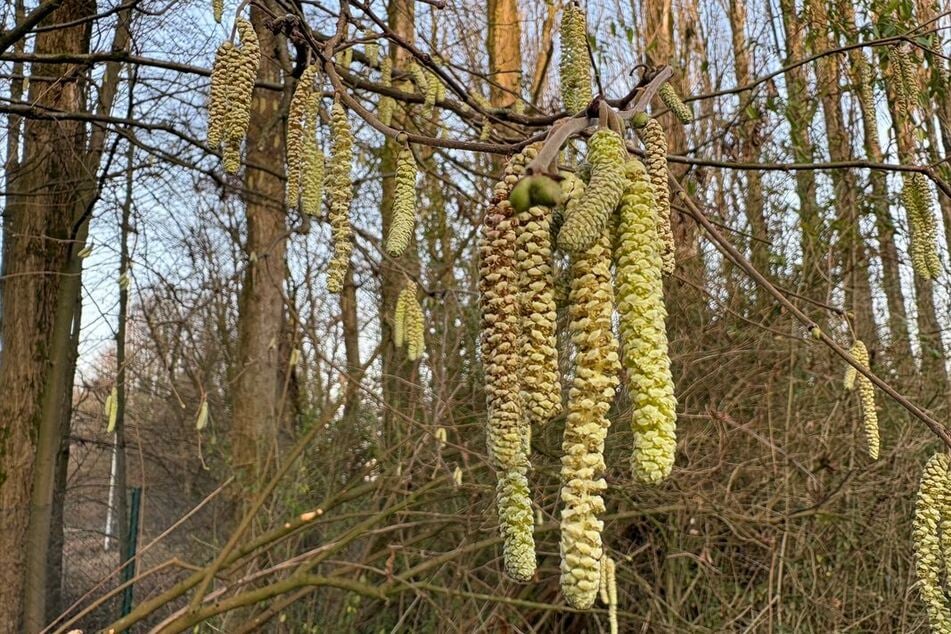 Der erste blühende Hasel wurde in NRW bereits am 10. Dezember gemeldet. (Archivbild)