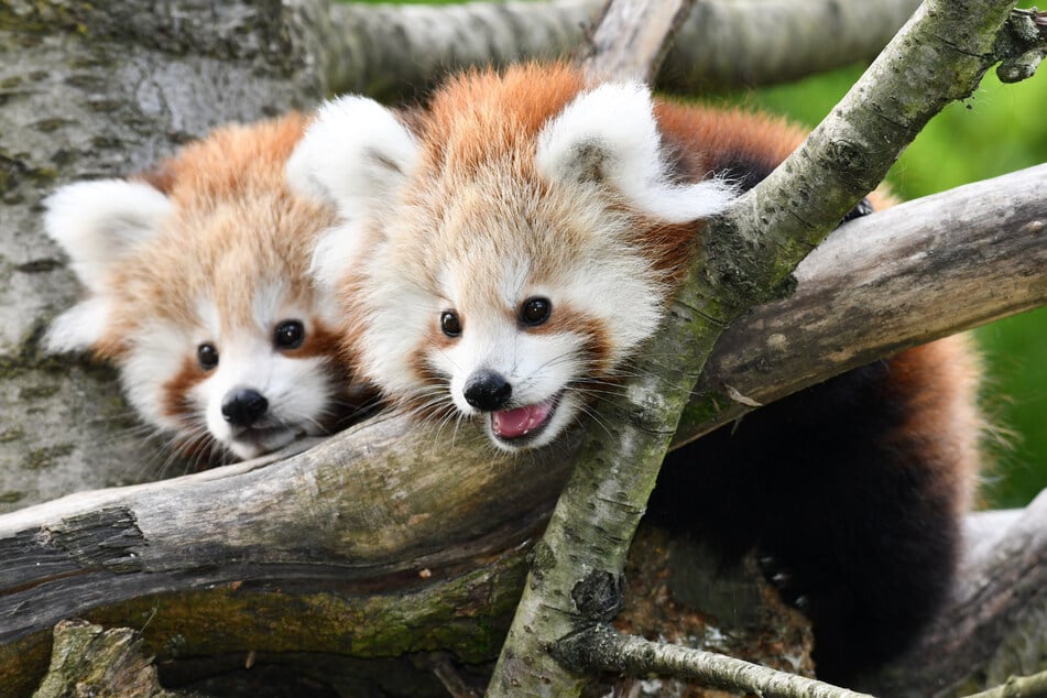 Auch für den Nachwuchs der Roten Pandas im Kronberger Opel-Zoo könnte die Silvesternacht sehr stressig werden.