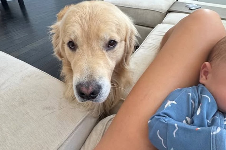 Wenn Blicke töten könnten, wäre sein Frauchen mindestens schwer verletzt. Golden Retriever Drake kommt mit dem Säugling so gar nicht klar.
