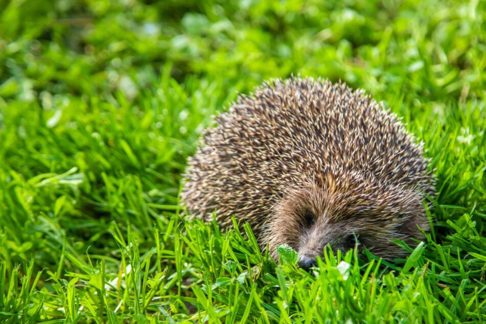Igel-Nachwuchs im Sommer: Das sollten Gartenbesitzer beachten