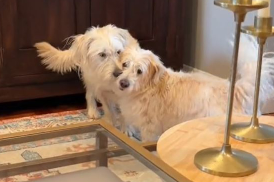 Charlie and Barkley are now best dog friends.